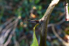 Attēlu rezultāti vaicājumam “Crataegus monogyna subsp. nordica”