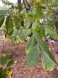 Attēlu rezultāti vaicājumam “Cladrastis kentukea leaf”