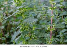 Attēlu rezultāti vaicājumam “Urtica urens leaf”