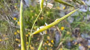 Attēlu rezultāti vaicājumam “Brachypodium pinnatum”