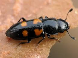 Attēlu rezultāti vaicājumam “Glischrochilus quadripunctatus imago”