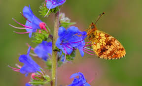 Attēlu rezultāti vaicājumam “Brenthis ino”