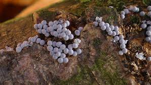 Attēlu rezultāti vaicājumam “Badhamia foliicola”