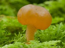 Attēlu rezultāti vaicājumam “Leotia lubrica”