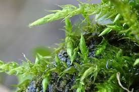 Attēlu rezultāti vaicājumam “Cratoneuron filicinum”