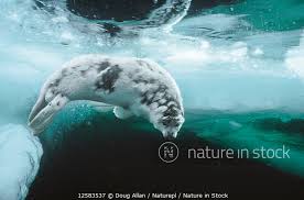 Image result for Pagophilus groenlandicus