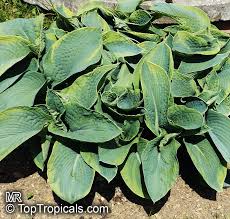 Attēlu rezultāti vaicājumam “Hosta sp. leaf”