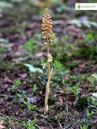 Attēlu rezultāti vaicājumam “Neottia nidus-avis bud”