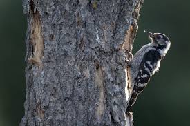 Attēlu rezultāti vaicājumam “Dendrocopos minor female”
