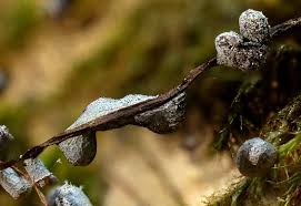 Attēlu rezultāti vaicājumam “Physarum bitectum”