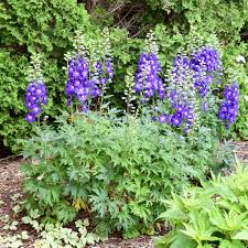 Image result for Delphinium