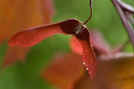 Attēlu rezultāti vaicājumam “Acer platanoides fruit”