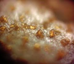 Attēlu rezultāti vaicājumam “Lycogala sphaeroconicum macro”