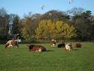 than 250 breeding cattle - via Daymix