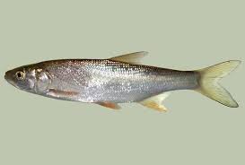 Image result for Aspius aspius