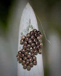 Attēlu rezultāti vaicājumam “Pentatomidae eggs”