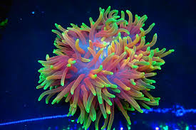 Image result for Anemonenarten