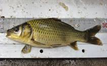Image result for Cyprinus multitaeniatus