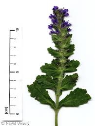 Attēlu rezultāti vaicājumam “Ajuga genevensis”
