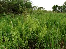 Attēlu rezultāti vaicājumam “Thelypteris palustris”