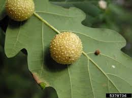 Attēlu rezultāti vaicājumam “Cynips quercusfolii”