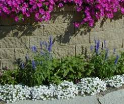 Image result for Nierembergia