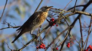 Image result for Turdus pilaris