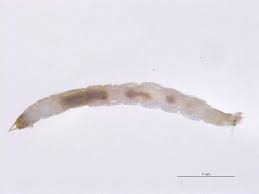 Attēlu rezultāti vaicājumam “Tanytarsus”