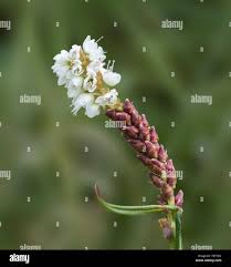 Attēlu rezultāti vaicājumam “Bistorta vivipara”