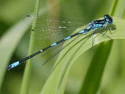 Attēlu rezultāti vaicājumam “Coenagrionidae”