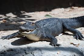 Image result for Alligator mississippiensis
