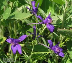 Image result for Consolida regalis