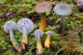 Attēlu rezultāti vaicājumam “Gloeocapsa rupestris”