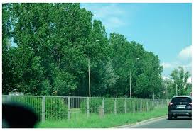 Attēlu rezultāti vaicājumam “Populus x petrowskyana”