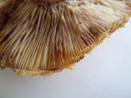 Attēlu rezultāti vaicājumam “Lactarius repraesentaneus”