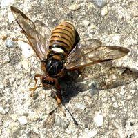 Attēlu rezultāti vaicājumam “Cimbex luteus”