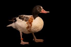 Attēlu rezultāti vaicājumam “Tadorna tadorna juvenile”