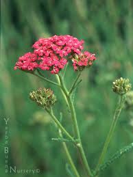 Attēlu rezultāti vaicājumam “Achillea millefolium bud”