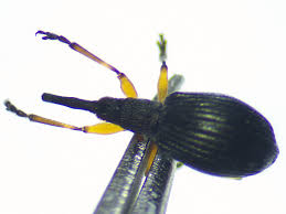 Attēlu rezultāti vaicājumam “Protapion sp.”