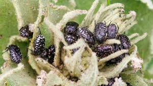 Attēlu rezultāti vaicājumam “Oxythyrea funesta”