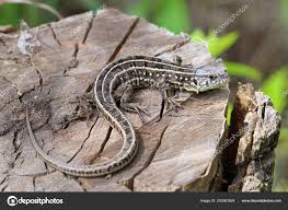 Attēlu rezultāti vaicājumam “Lacerta agilis female”