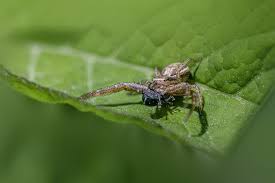 Attēlu rezultāti vaicājumam “Xysticus cristatus”