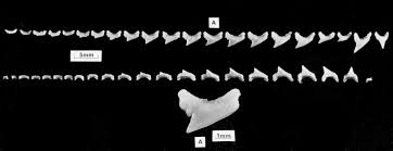 Image result for Alopias pelagicus