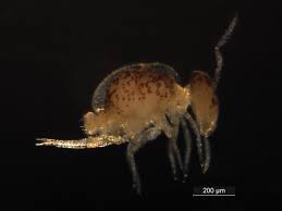 Attēlu rezultāti vaicājumam “Ptenothrix sp.”