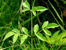 Attēlu rezultāti vaicājumam “Angelica sylvestris leaf”
