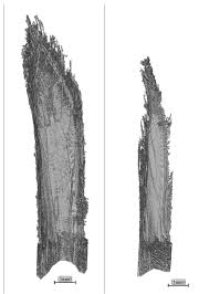 Attēlu rezultāti vaicājumam “Caloptilia stigmatella”