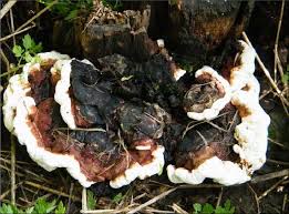 Attēlu rezultāti vaicājumam “Heterobasidion annosum”