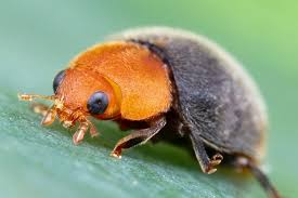 Image result for Cryptolaemus