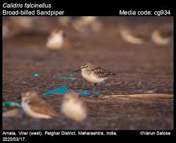 Attēlu rezultāti vaicājumam “Calidris falcinellus”