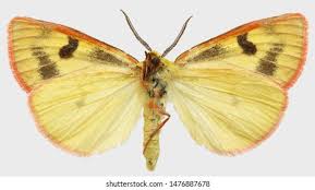 Attēlu rezultāti vaicājumam “Diacrisia sannio”